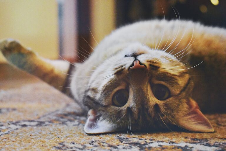 Too Tired to Love? Understanding Relationship Burnout Before It Breaks the Bond